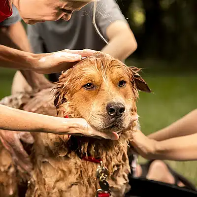 Dog Grooming Services